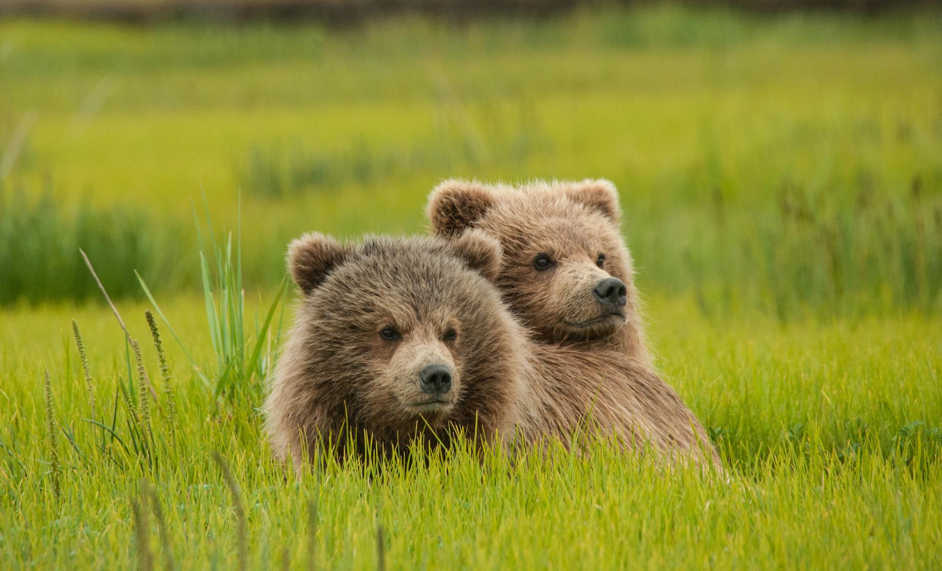 Icy Strait Cruise Excursions | Bear, Wilderness & Wildlife Search