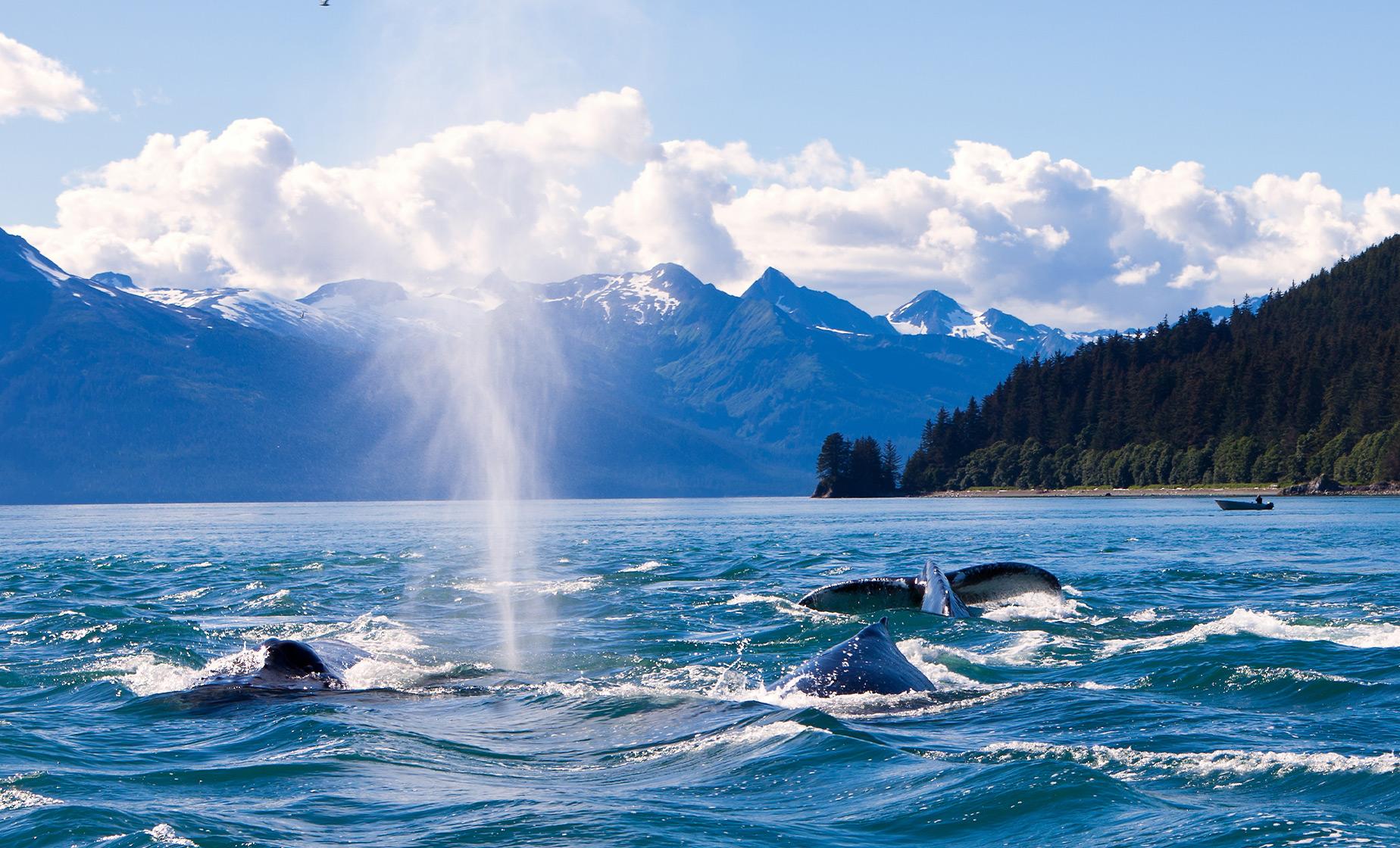 Exclusive Whale Watching Cruise Tour in Juneau, Alaska