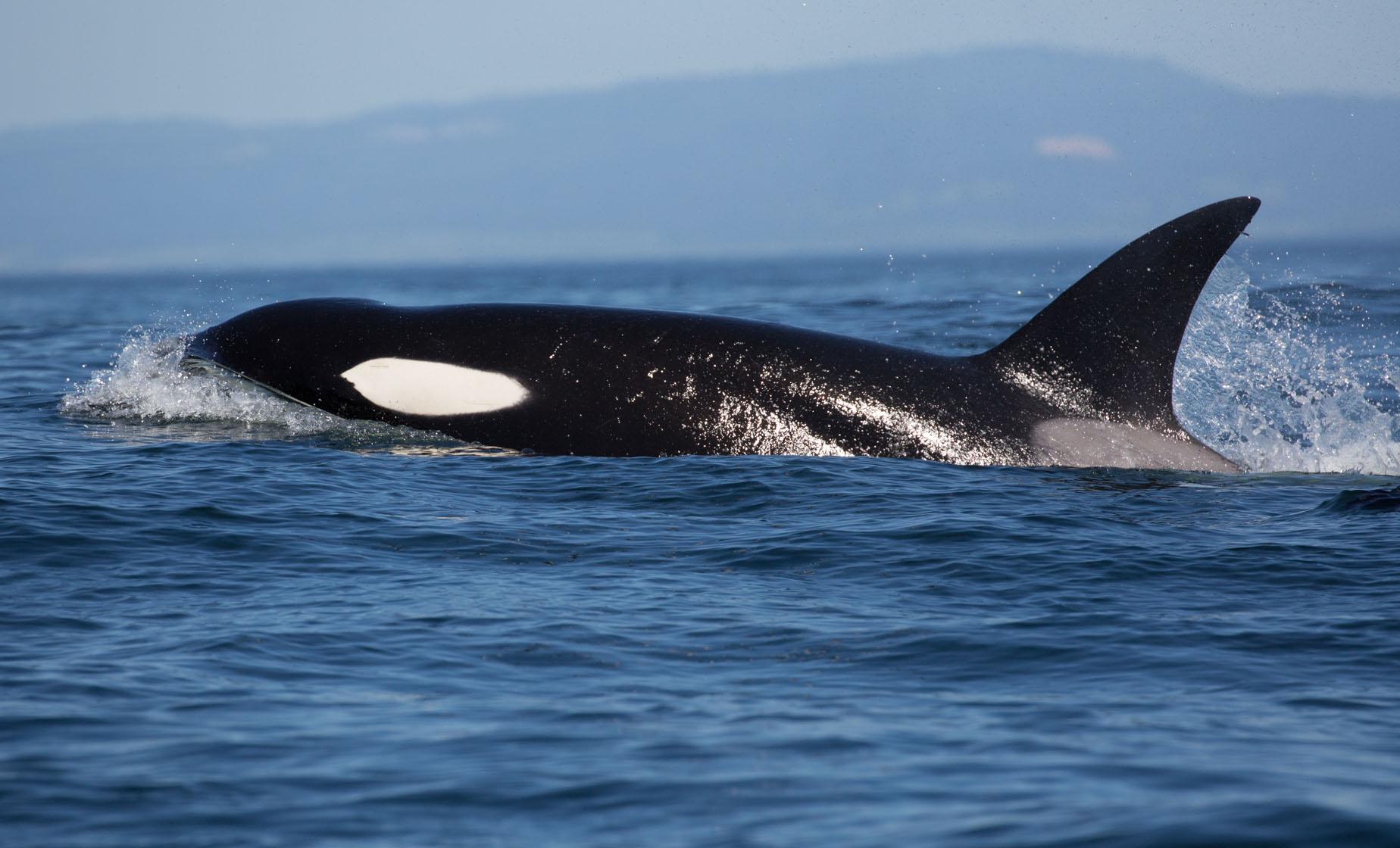 San Juan Islands Whale Watching from Friday Harbor (High Season) from Seattle