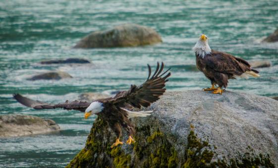 Chilkat River Rafting Excursion through Chilkat Bald Eagle Preserve from Skagway, Alaska