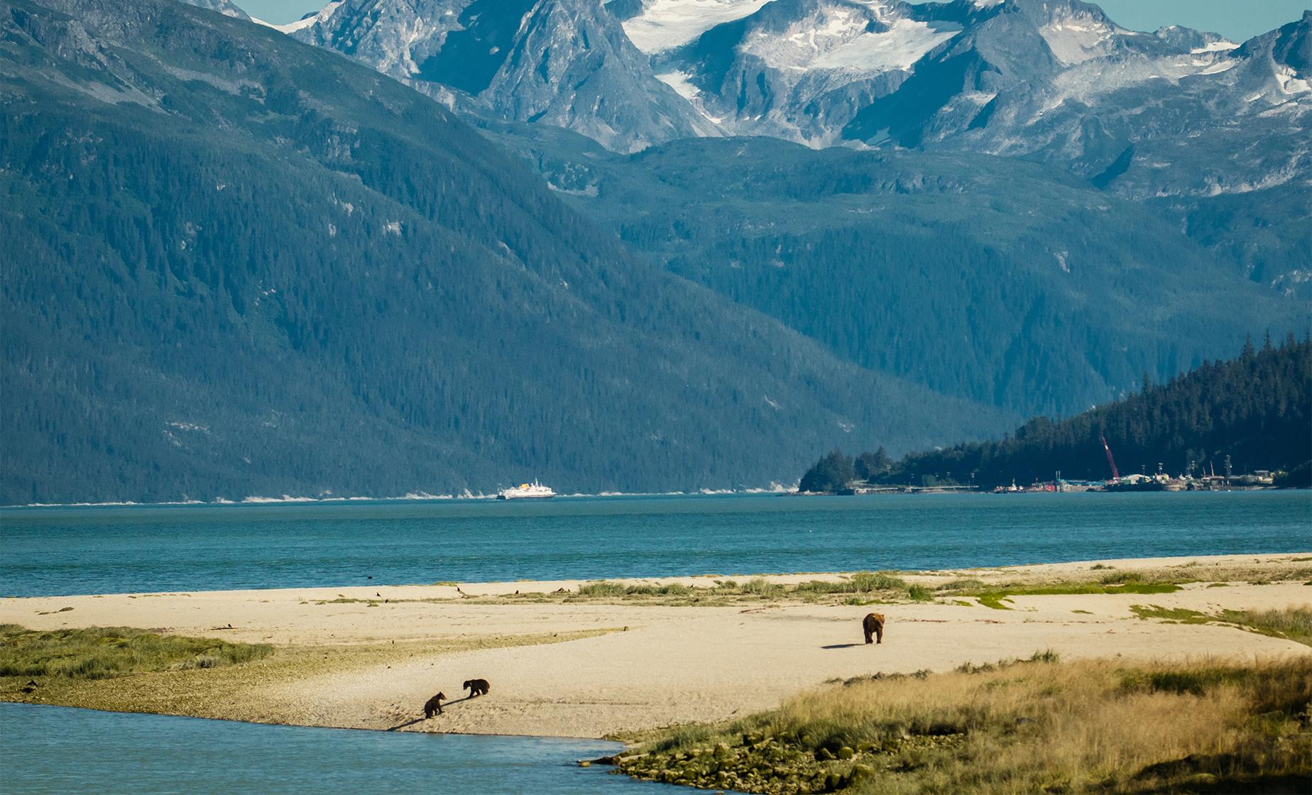 Wildlife & Wilderness Excursion in Haines from Skagway, Alaska