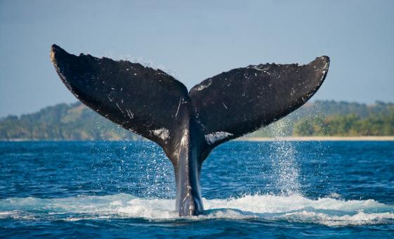 Victoria Whale Watching Tour