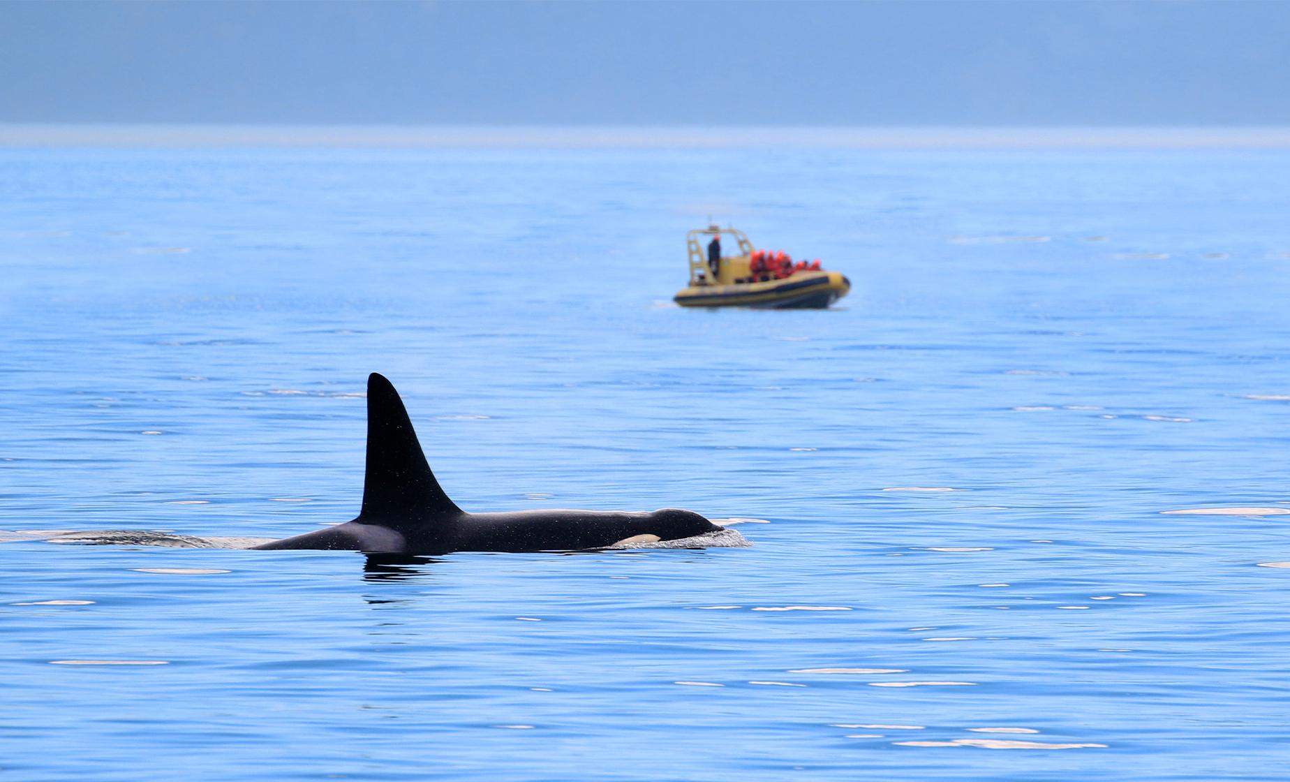 Victoria Whale Watch Safari and Sea Plane Return Pre Cruise Hotel