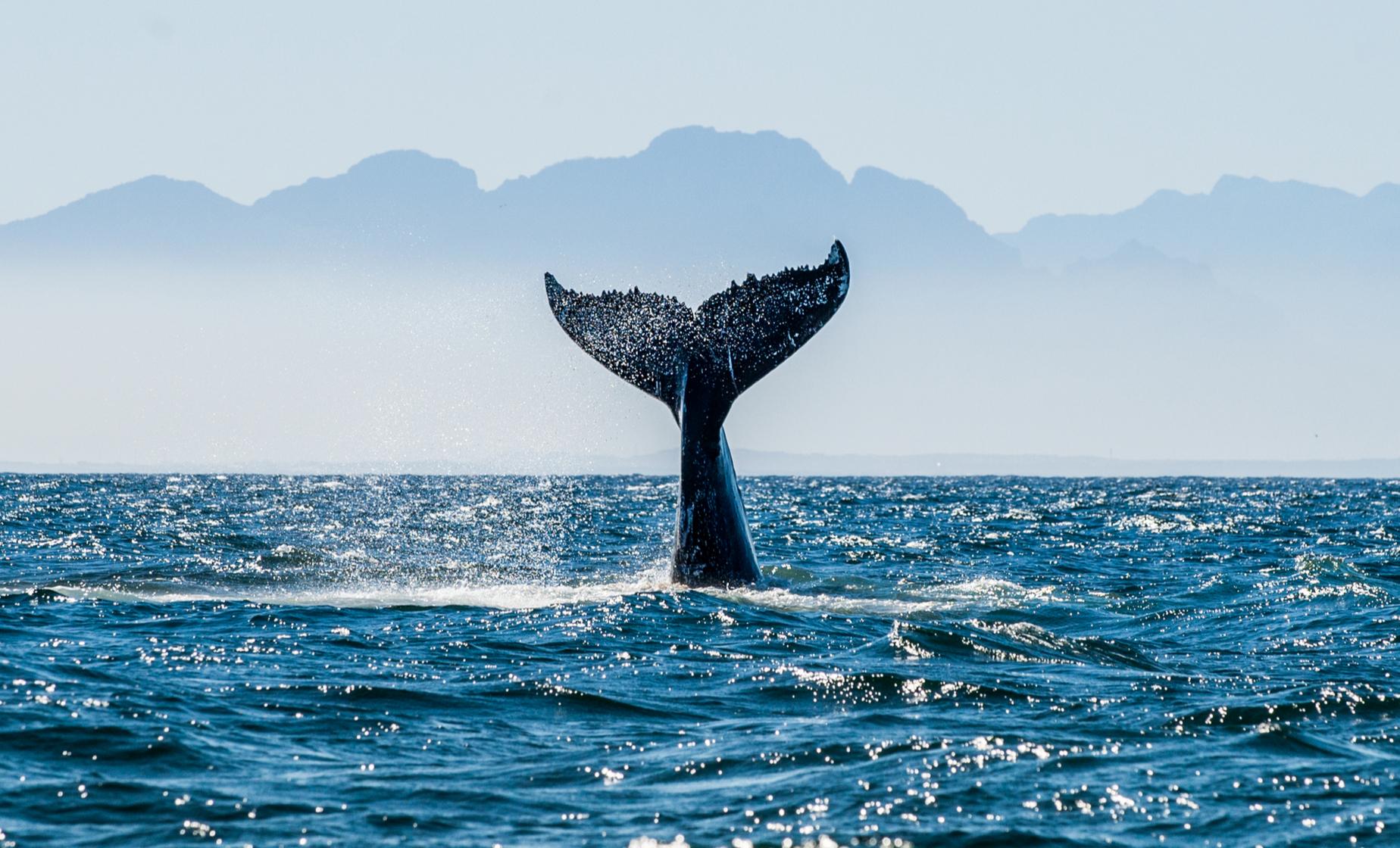 Vancouver's Half-Day Whale Watching