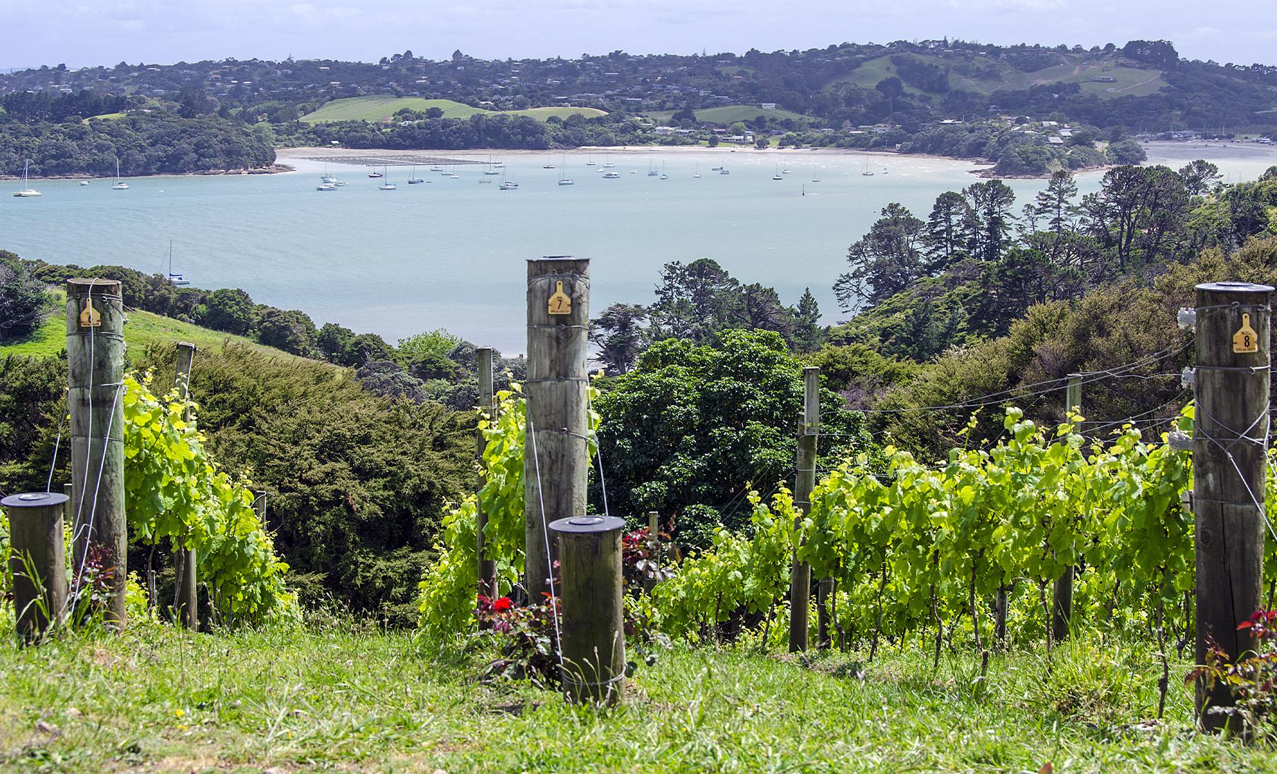 Waiheke Island and Winery Tour from Auckland (Rangihoua Estate, Auckland Harbor)