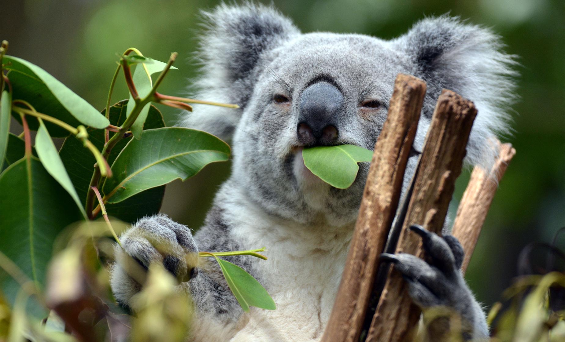 Brisbane Highlights and Koala Sanctuary