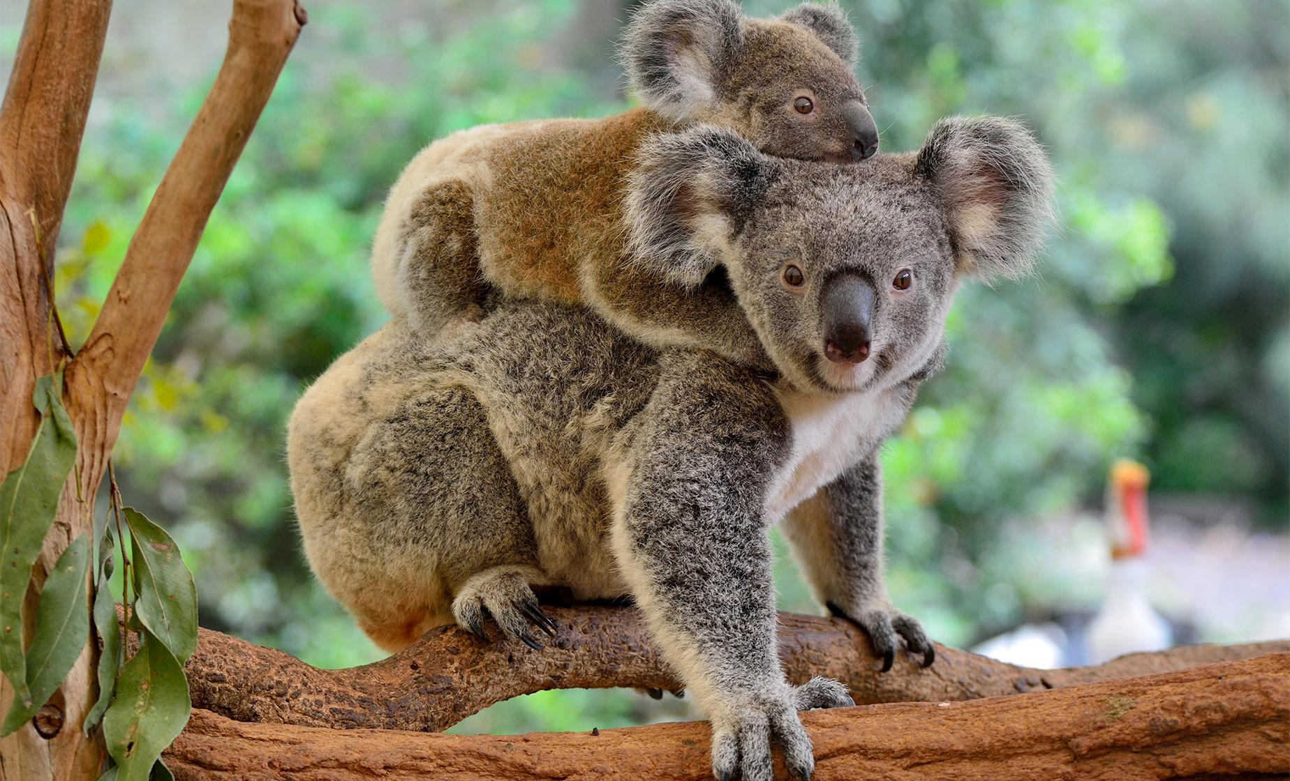 Lone Pine Koala Sanctuary and River Cruise in Brisbane