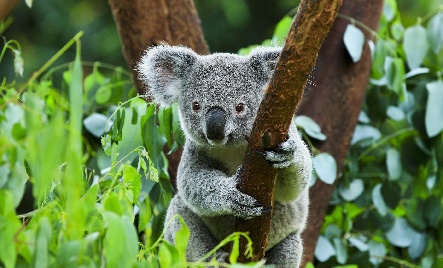 Koala Sanctuary and Brisbane River Cruise Express