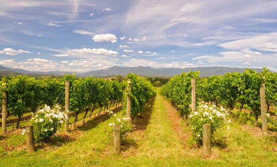 Private Upper Yarra Valley Experience