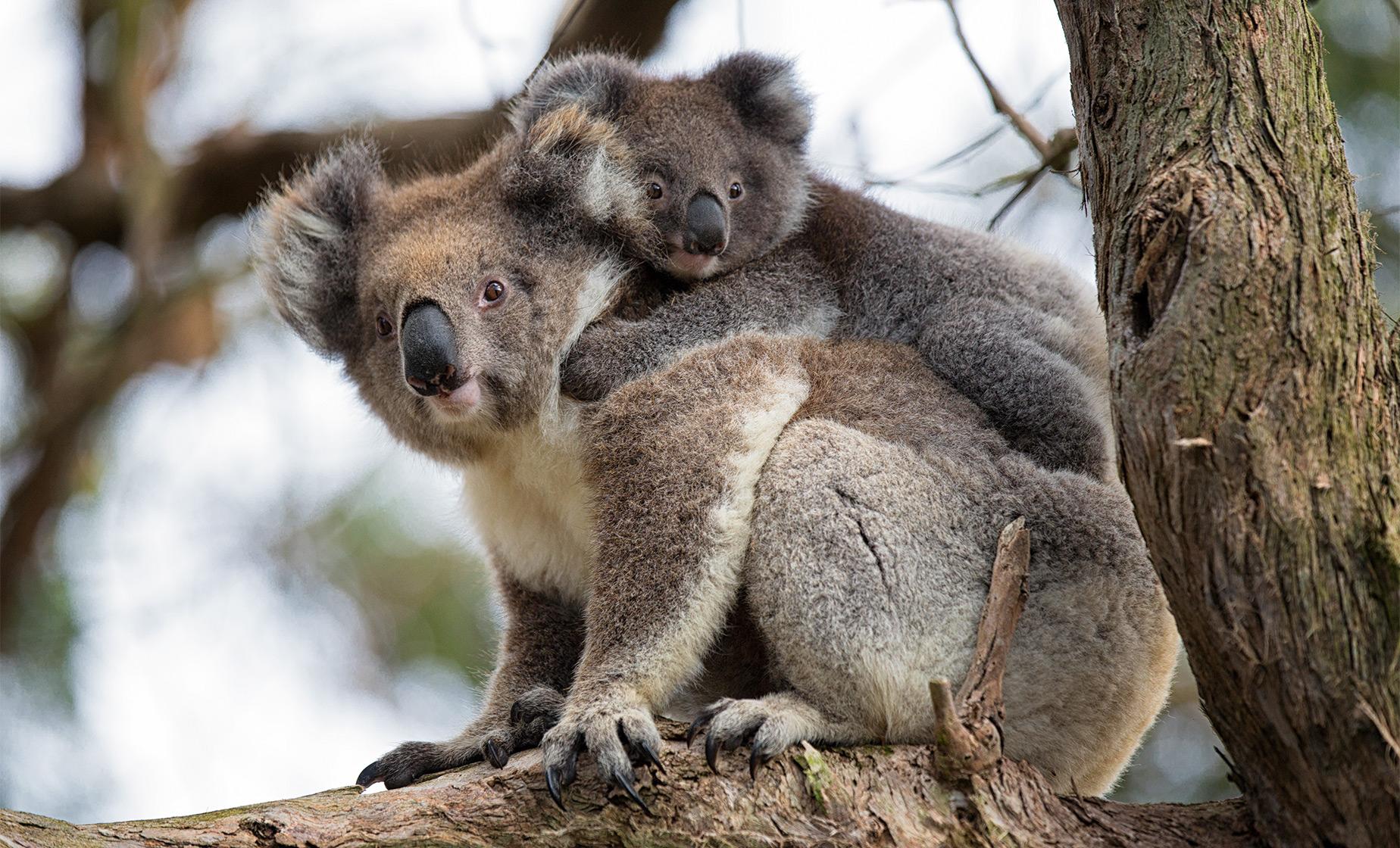 Koalas and Penguins Day Tour from Melbourne on Phillip Island