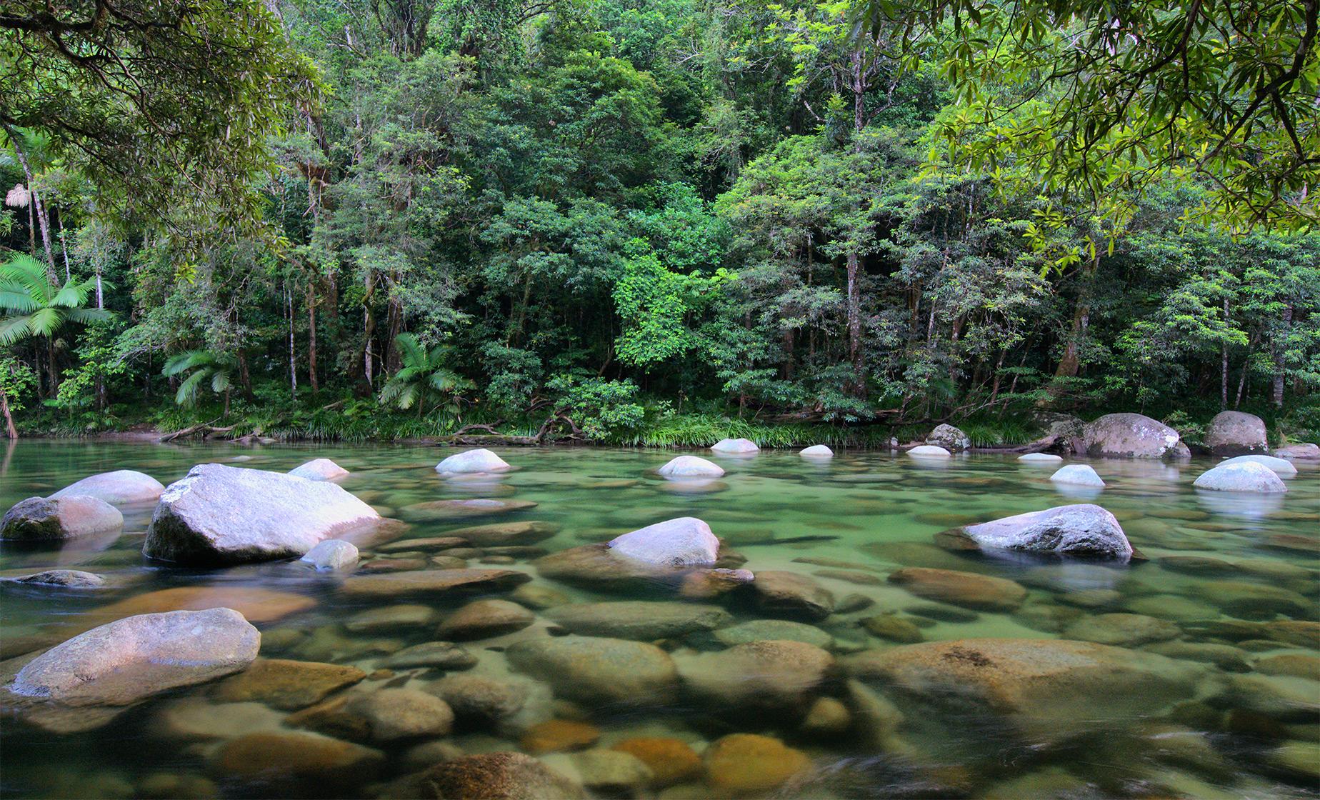 Private Mossman Gorge Rainforest Walk
