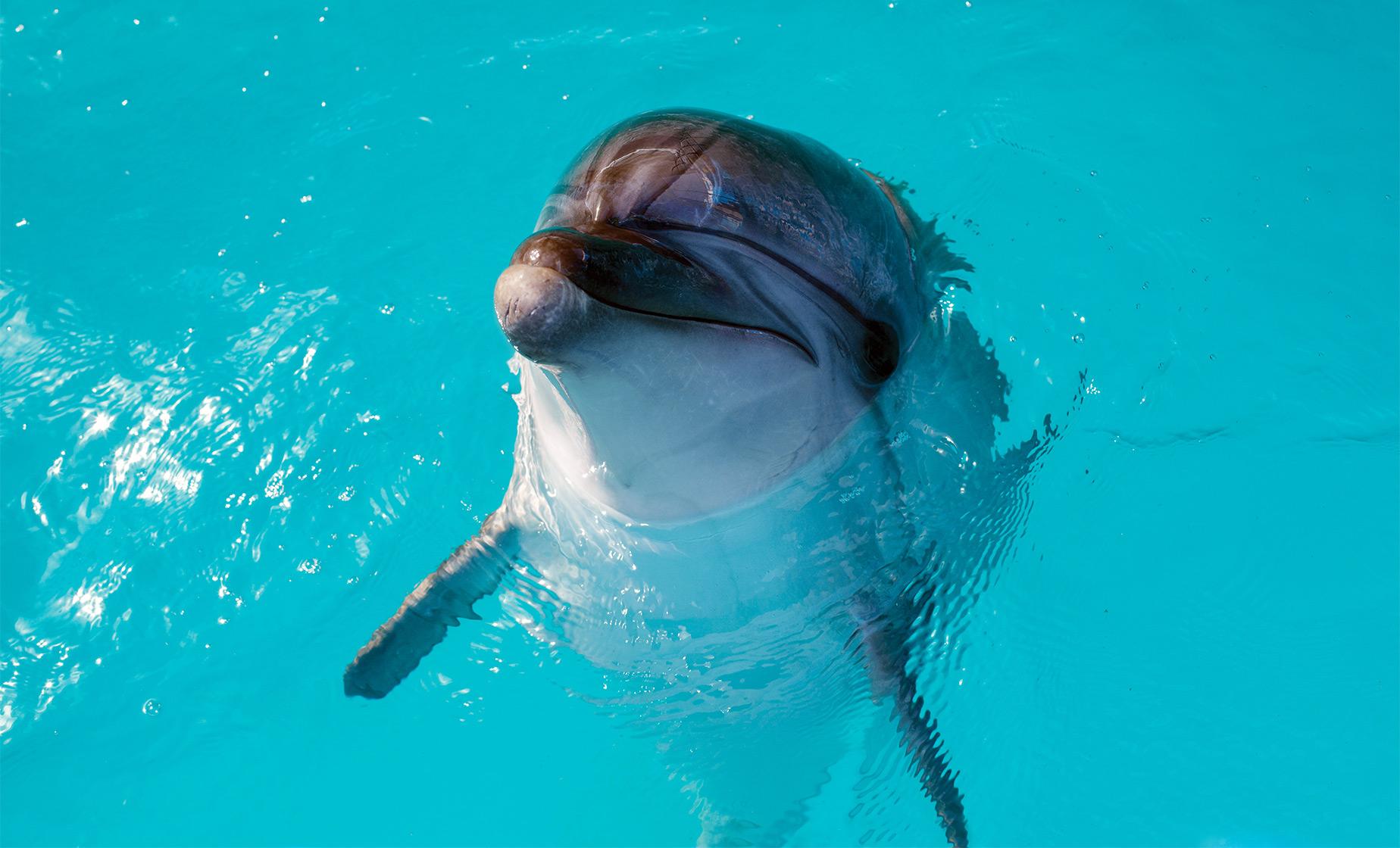 Bermuda Cruise Shore Excursions | Dolphin Discovery