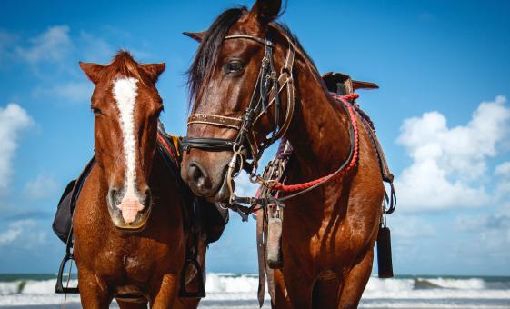 Antigua Beach by Horseback