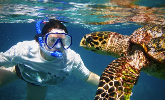 Turtle Snorkel and Island Time