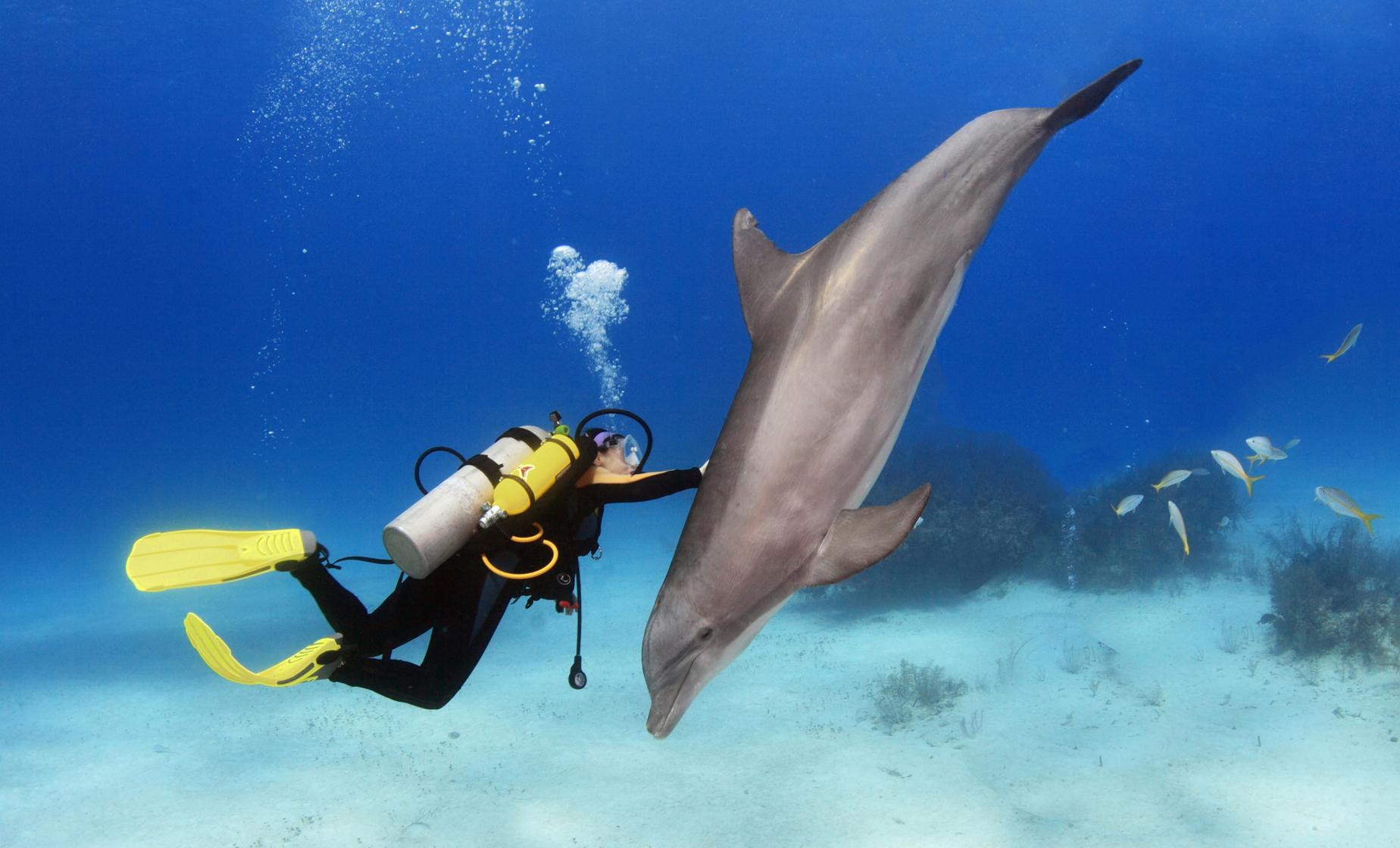 Cozumel Scuba Diving with Dolphins - Cruise Shore Trips