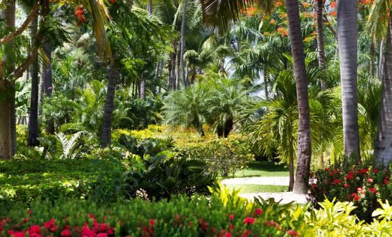 Garden of the Groves and Freeport City Tour Grand Bahama International Bazaar Port Lucaya