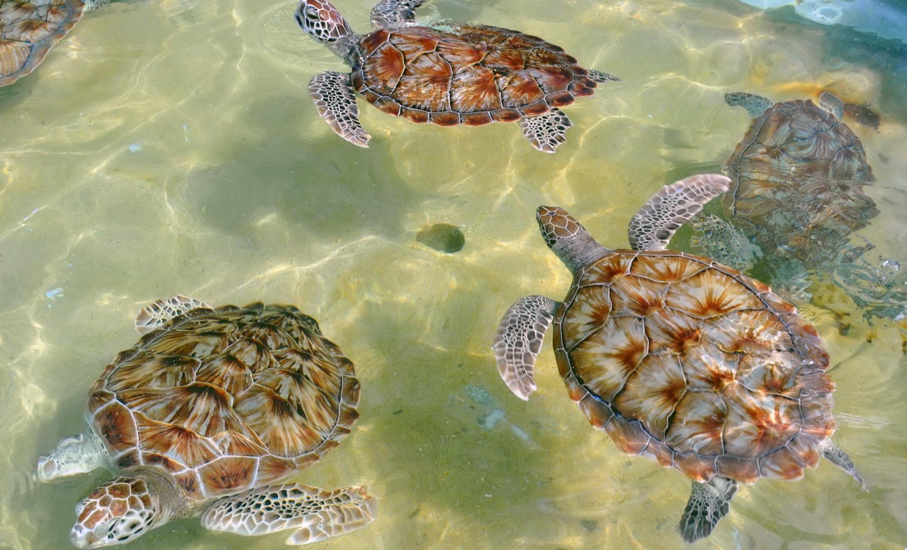 Grand Cayman Icons - Turtles, Hell & Seven Mile Beach