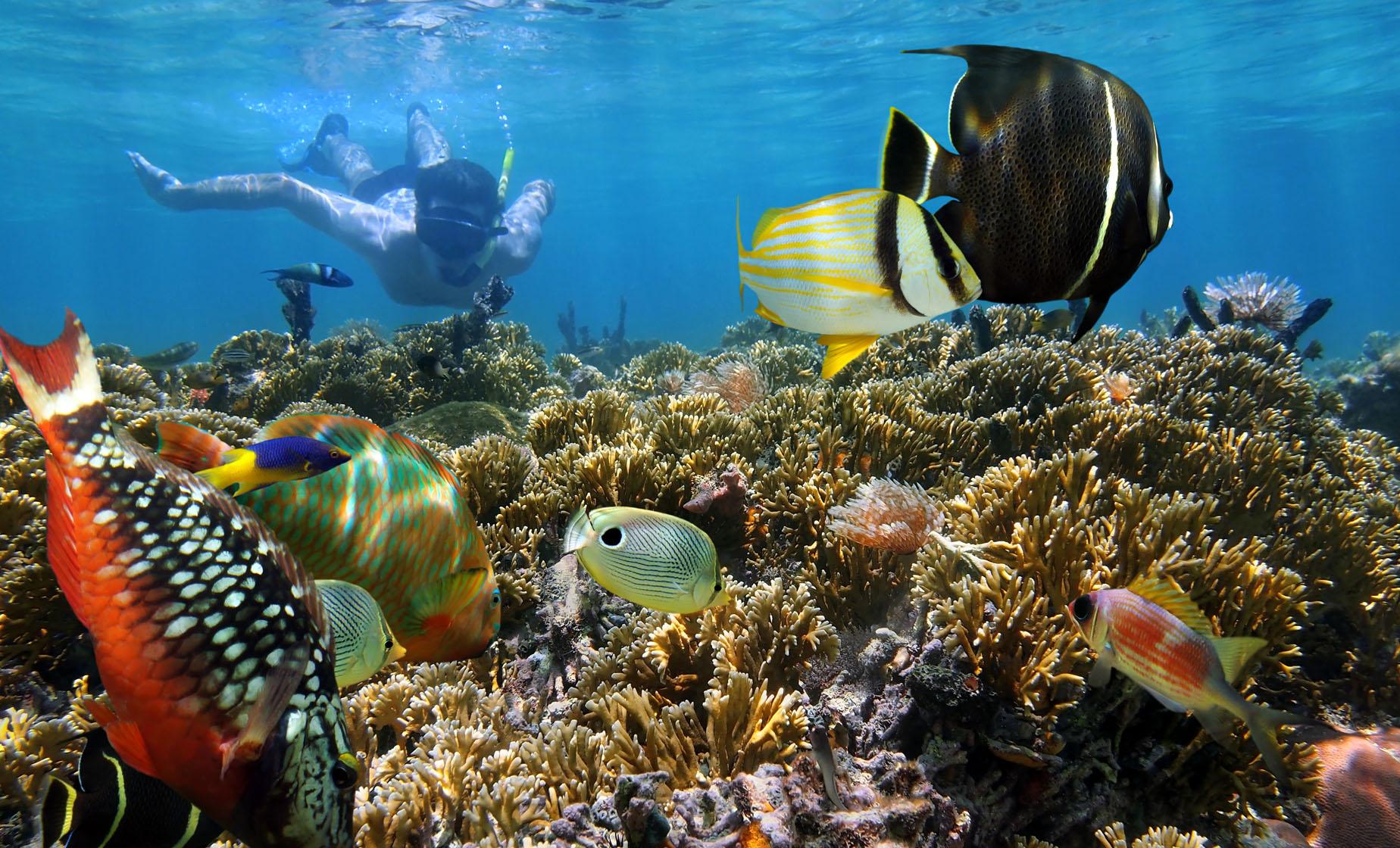 Caribbean Coral Gardens Reef and Grand Turk Wall Snorkeling (Columbus Landfall Marine National Park)