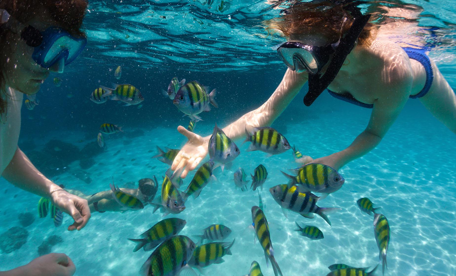 Premium Snorkel and Sail Adventure Morning in Key West (Historic Key West Seaport)