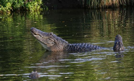 Miami Everglades Tour and Airboat Adventure with Transportation