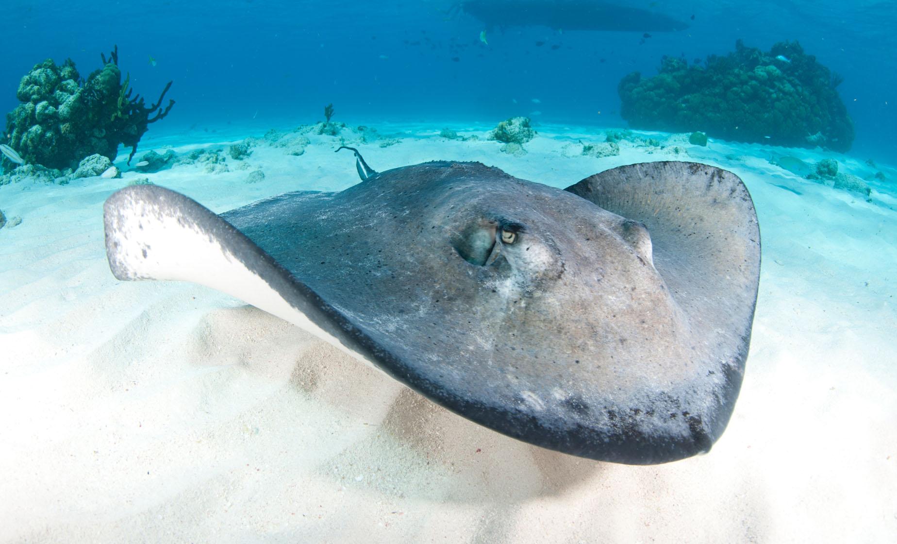Feed and Pet Southern Stingrays on this Nassau Stingray Encounter Day Trip