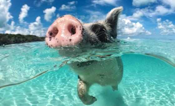 Swim with the Pigs