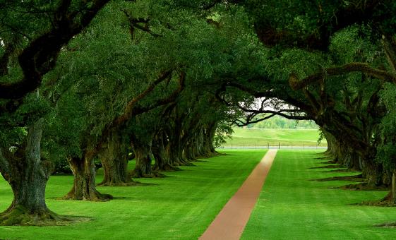 Oak Alley Plantation Tour in New Orleans (Majestic Cypress Trees)