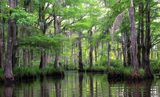 Bayou and Swamp Tour in New Orleans (Jean Lafitte Historical Park, Barataria Preserve)