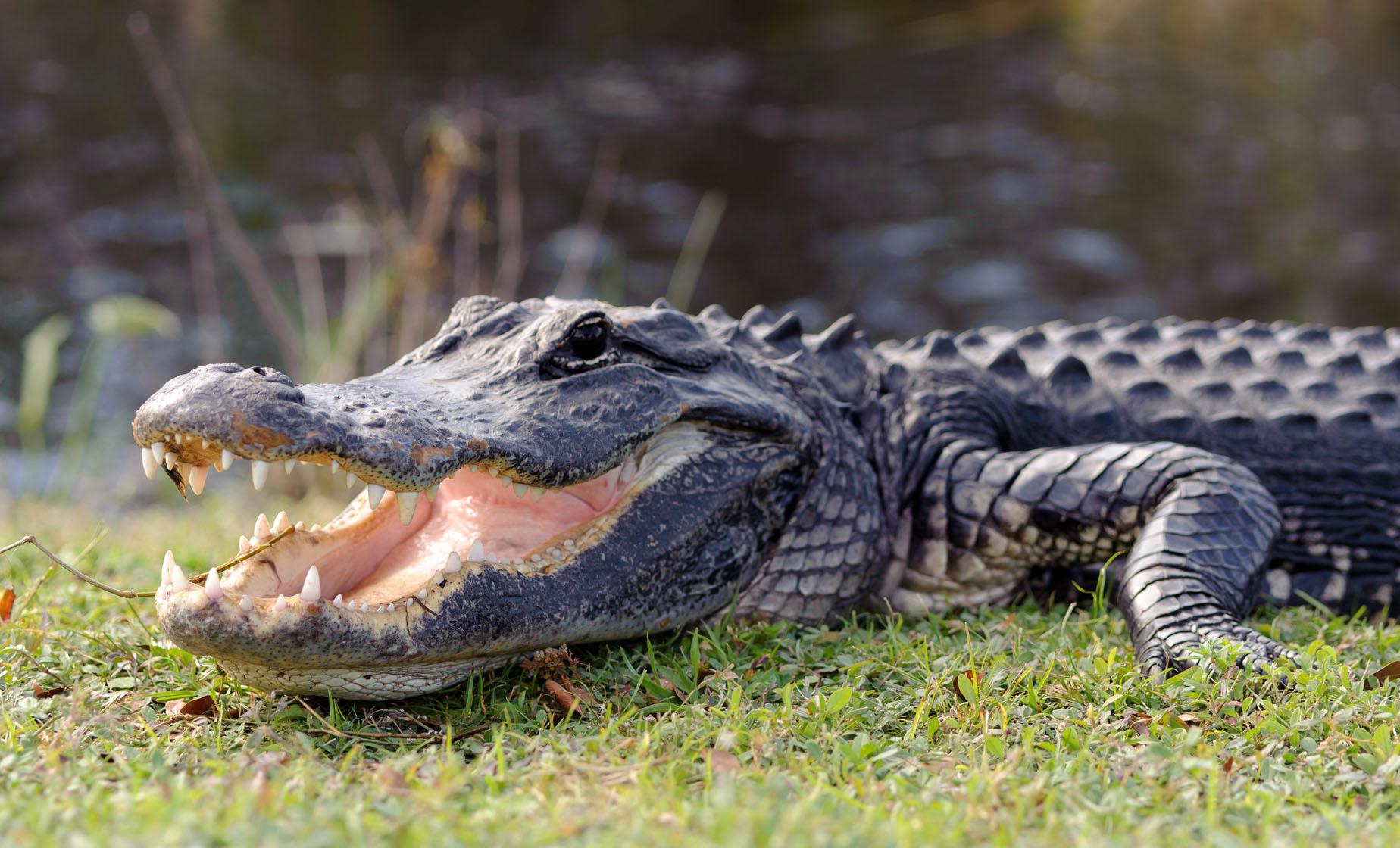 Orlando Cruise Excursions | Alligator Encounter and Everglades Airboat Adventure with BBQ Lunch