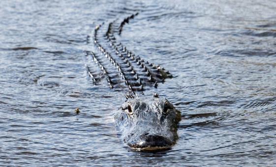 Central Florida Everglades Airboat Adventure with Transport from Orlando Florida