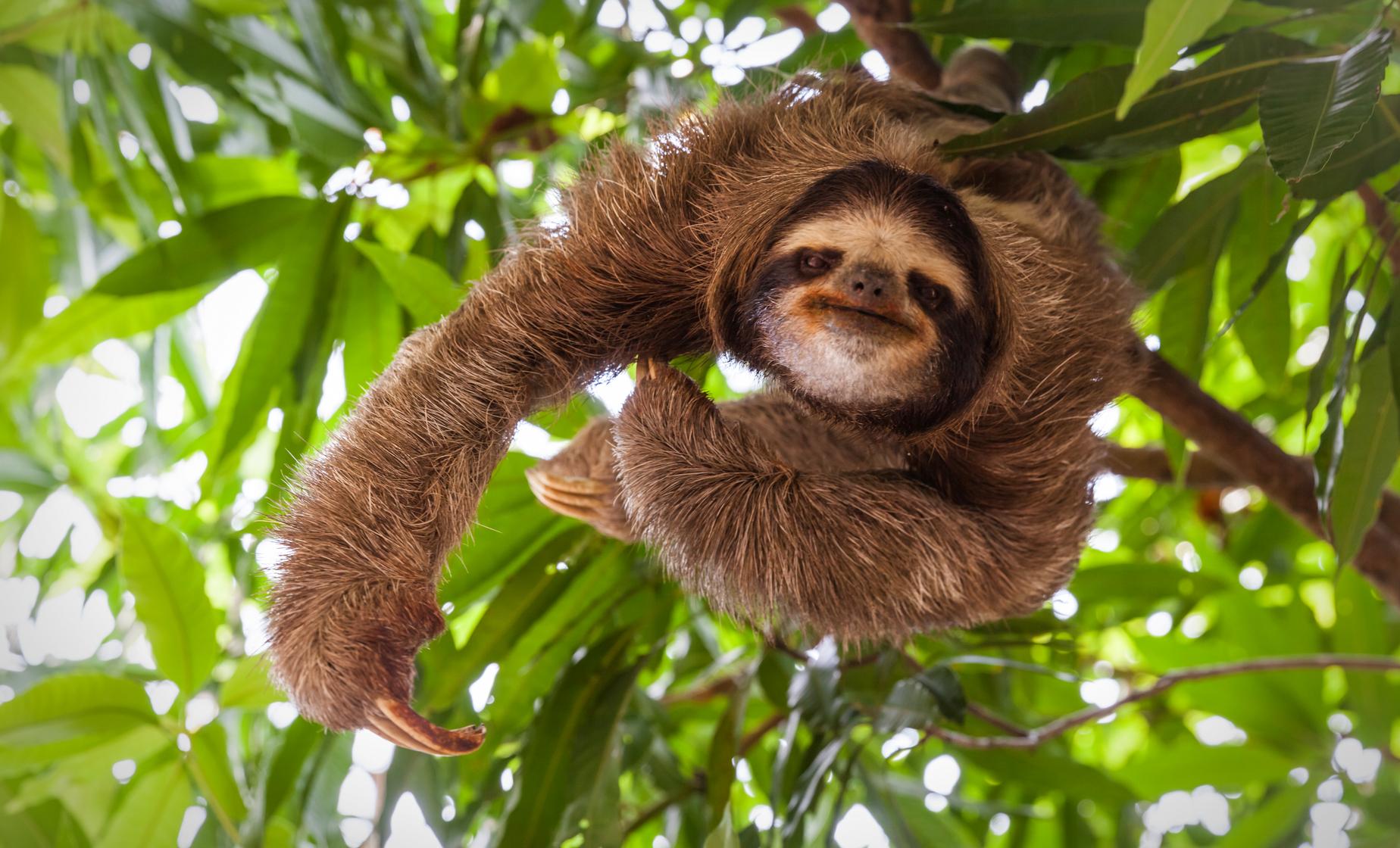 Sloths, Monkeys, Zip Line and Snorkel Combo