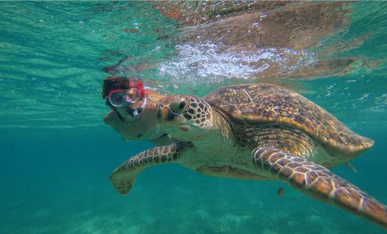 Half Day Snorkel with Turtles at Marine Sanctuary in St. Thomas