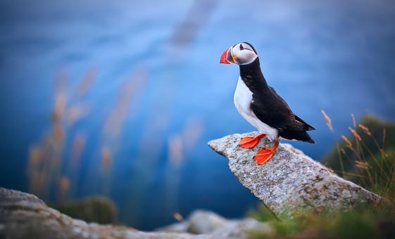 Private Full Day Alesund Runde Island with Puffin Watching