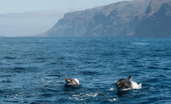 Madeira Dolphins and Whales by Catamaran