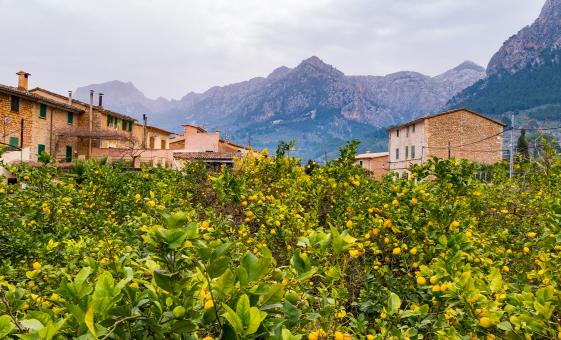 Private Valley of Soller and Palma Tour (Port of Soller)