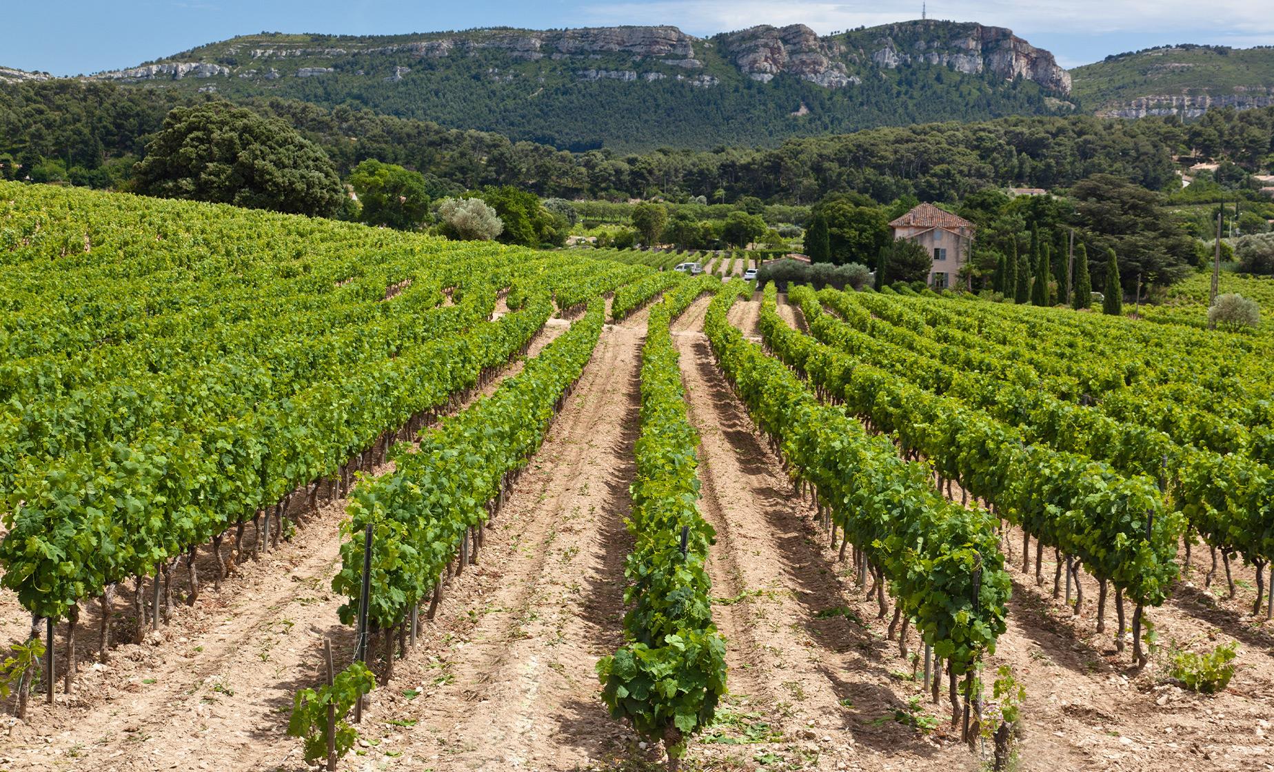 Cassis and Bandol Wine Tour
