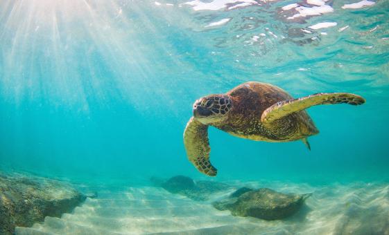 Turtles Guaranteed Morning Snorkel Sail