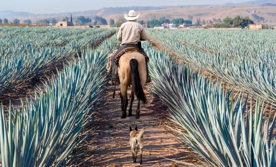 Private Tequila Factory and Local Villages