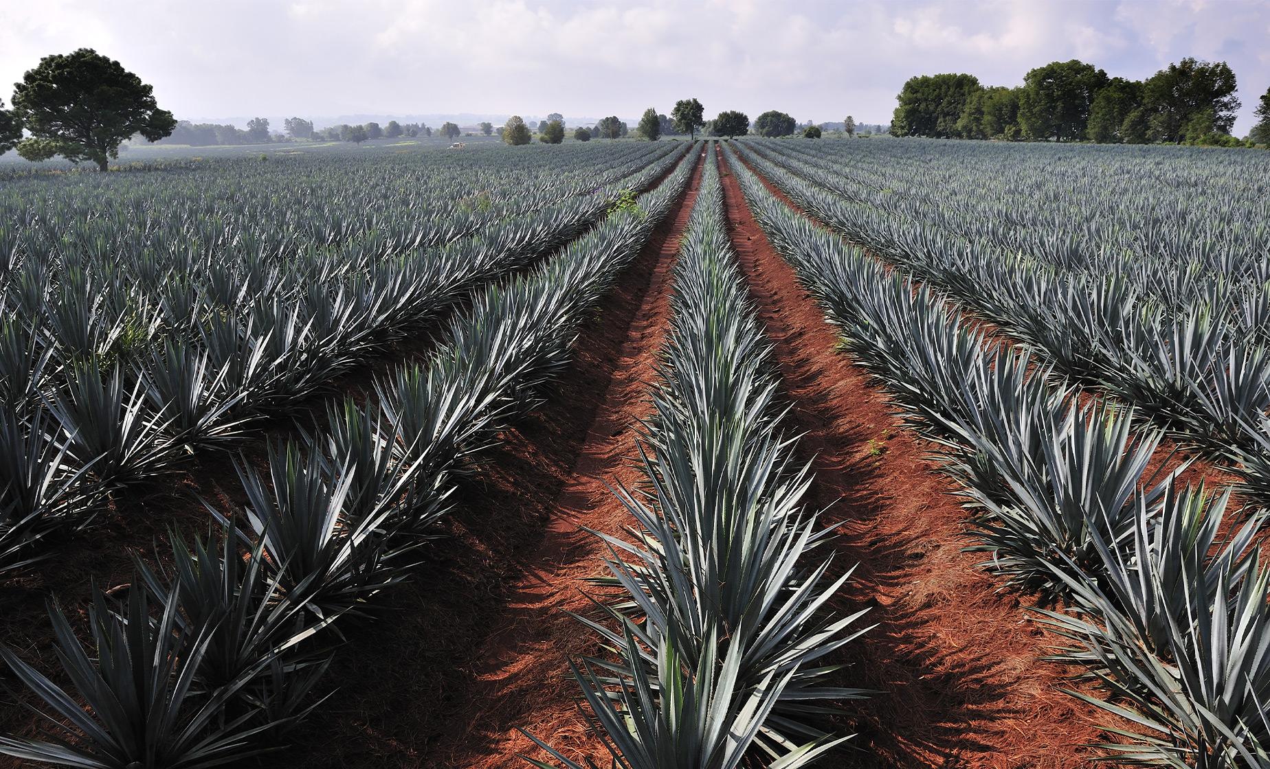 Tequila Factory and Villages
