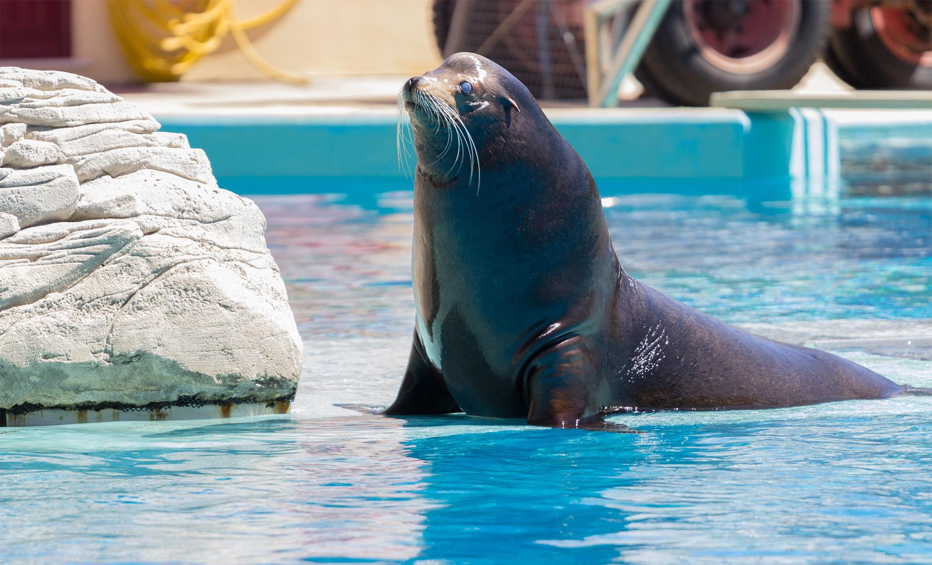 Sea Lion Encounter and Water Park Tour in Puerto Vallarta