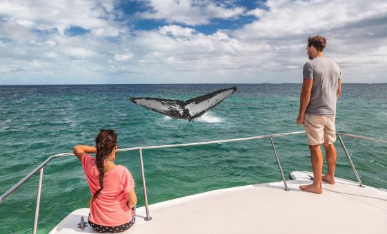 Whale Research Adventure Tour in Puerto Vallarta (Banderas Bay)
