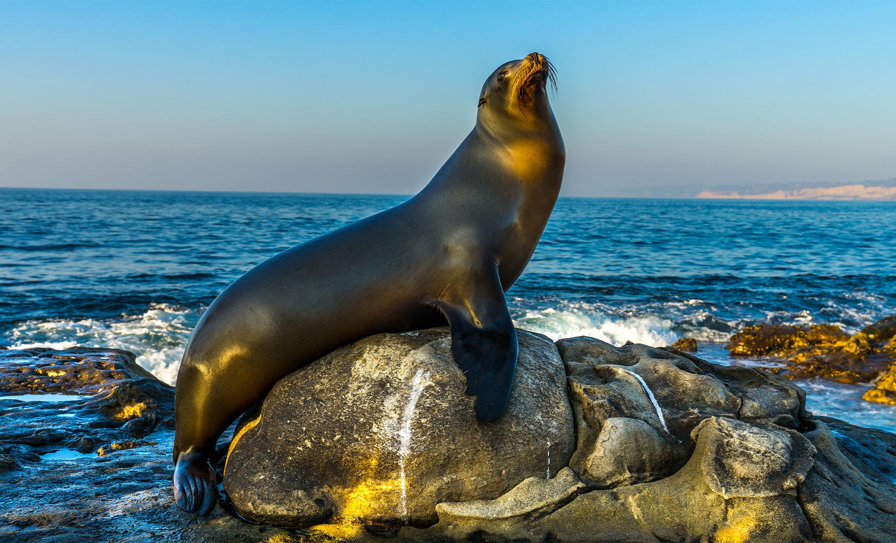 Two Hour San Diego Harbor Cruise and Sea Lion Adventure (South and North Bay)