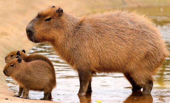 Temaiken Zoo Full Day Tour in Buenos Aires (Capybara)