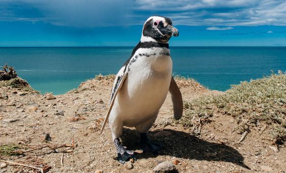 Exclusive Penguin and Seal Tour in Estancia from Puerto Madryn