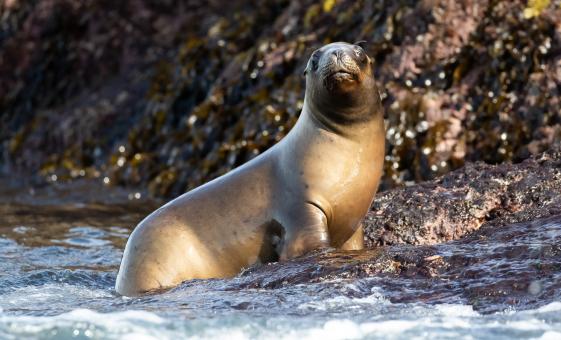 Sea Lions of Punta Loma Tour from Puerto Madryn (Province of Chubut)