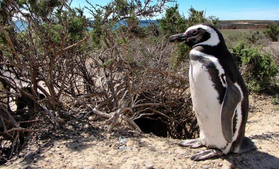 Exclusive Punta Tombo Penguins Tour from Puerto Madryn