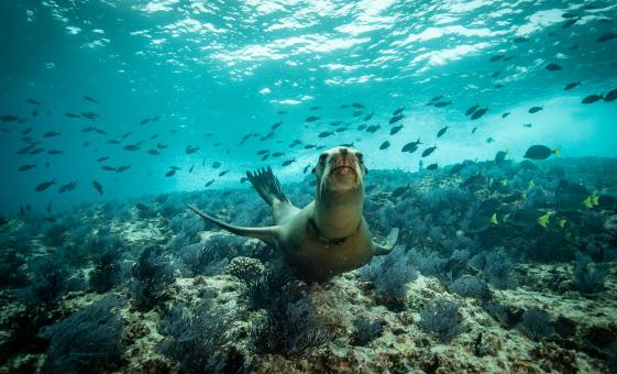 Snorkeling with Sea Lions Tour from Puerto Madryn