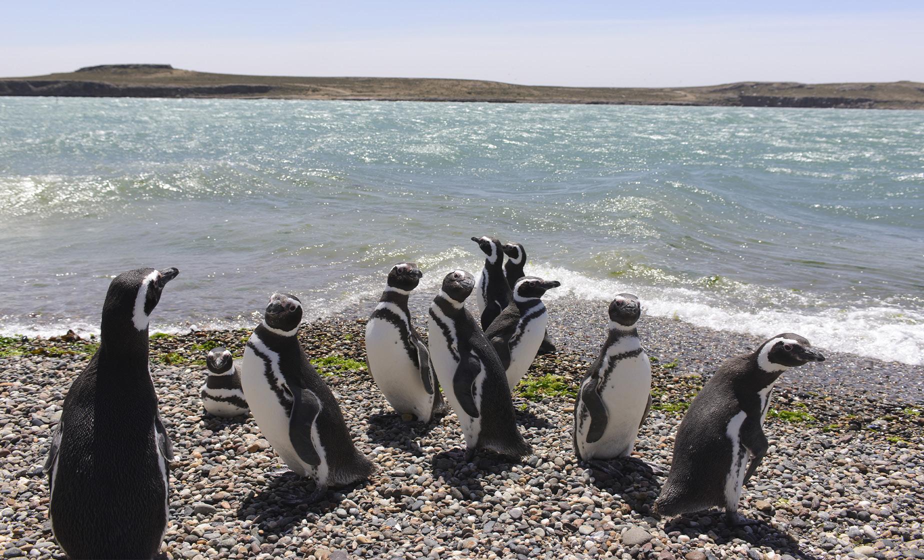 Punta Tombo Penguin Rookery