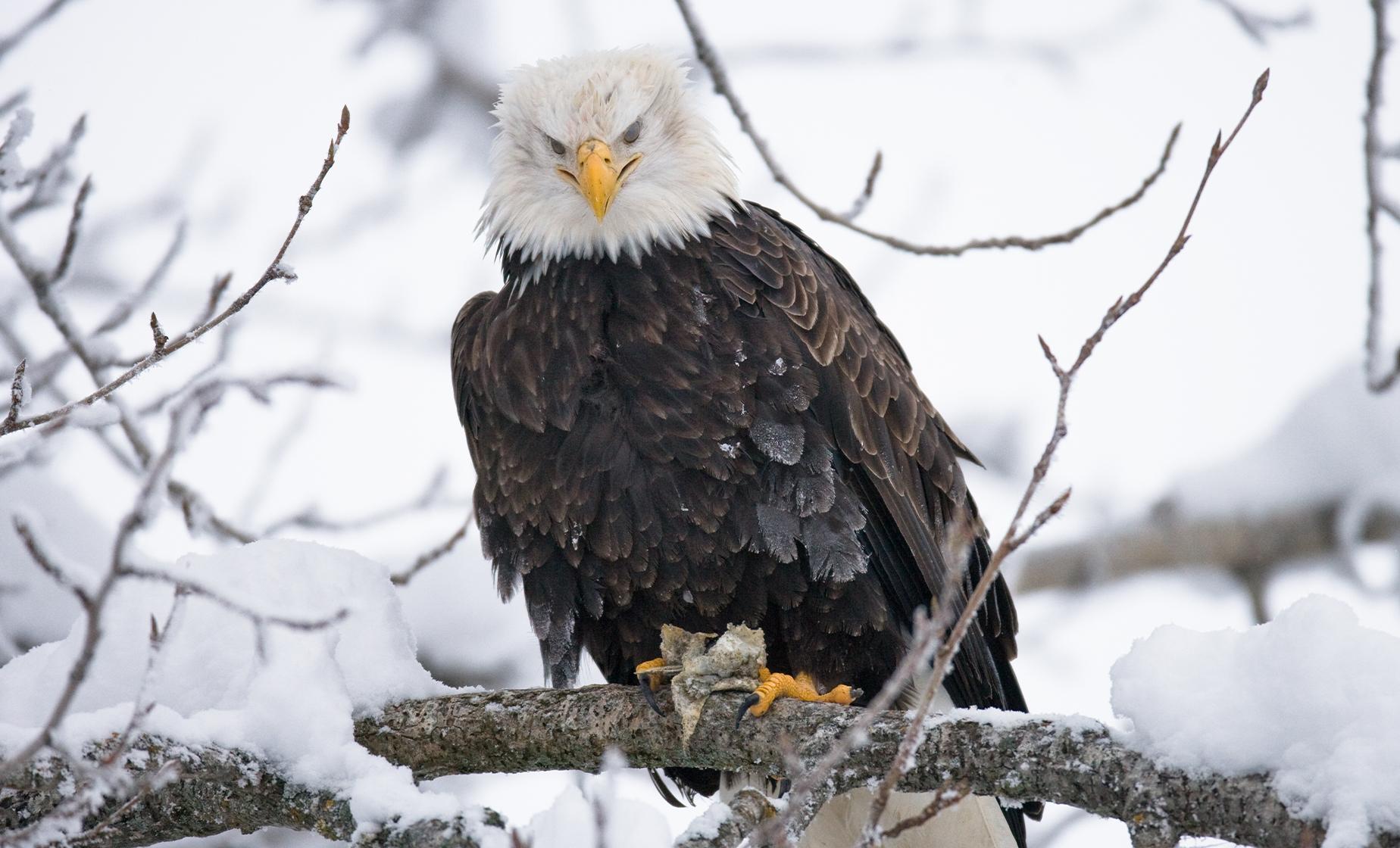 Chilkat Bald Eagle Preserve Rafting in Haines