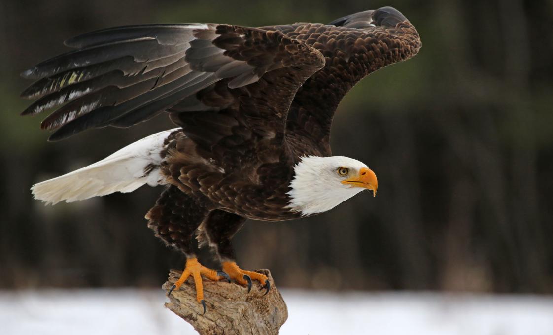 Private Chilkoot Lake Nature And Wildlife Viewing In Haines